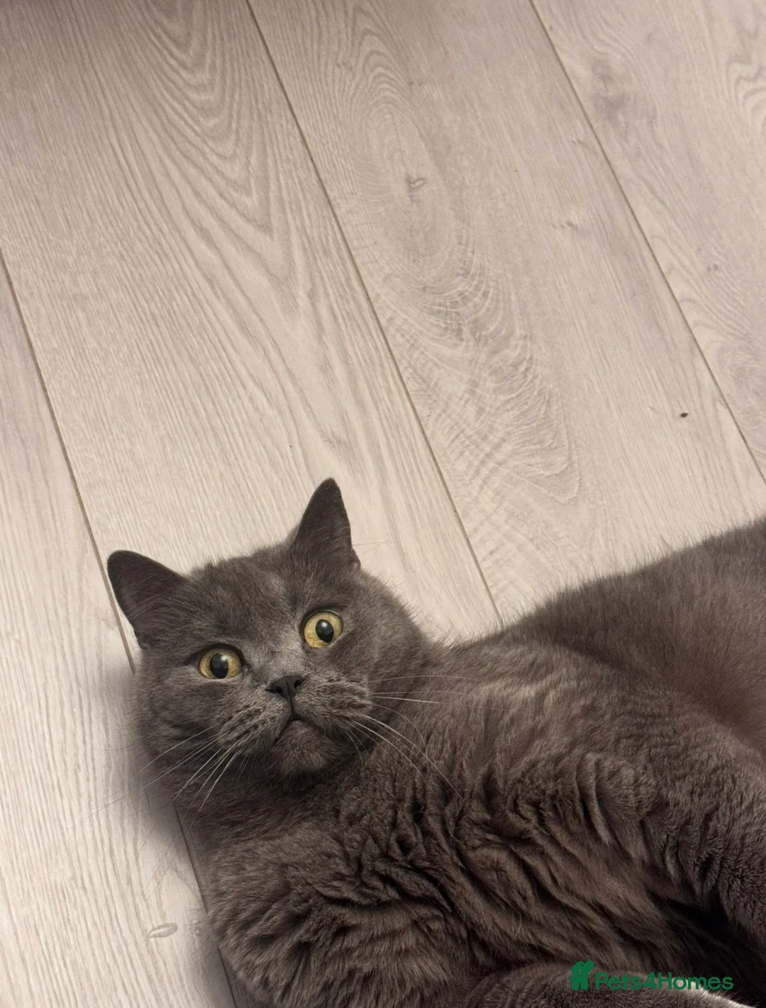 British Shorthair cats for sale: British shorthair for sale  in Birmingham - Advert 15
