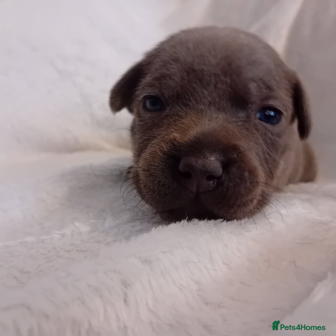 Staffordshire Bull Terrier dogs for sale: Staffordshire bull terrier pups  - Advert 27