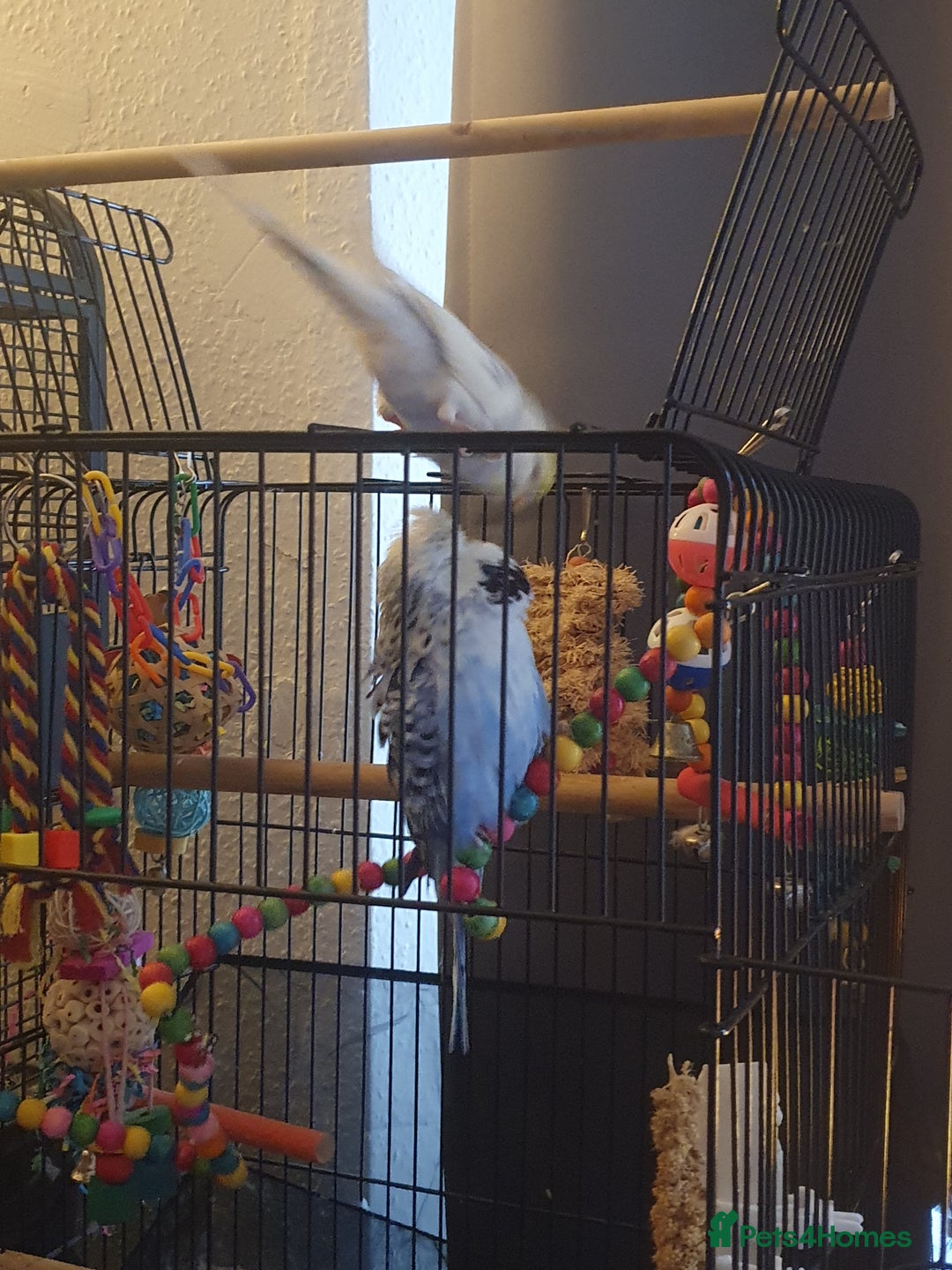 Budgerigars birds for sale: Beautiful budgies looking for a new home - Image 4