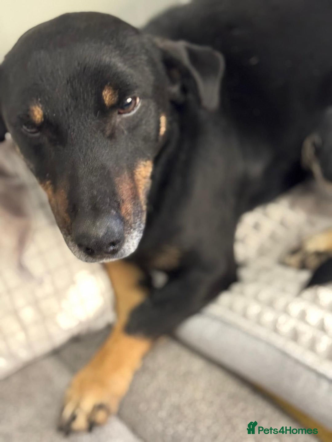 Mixed Breed dogs for adoption: Beautiful Ember looking for love - Advert 1