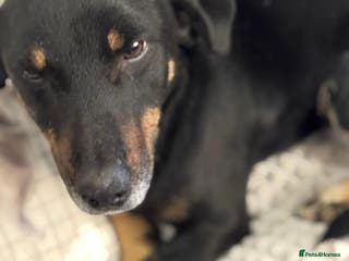 Mixed Breed dogs Beautiful Ember looking for love - Advert 5