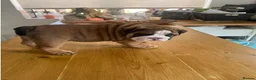 English Bulldog dogs for sale: Beautiful English Bulldog Puppies  in Swindon - Advert 3