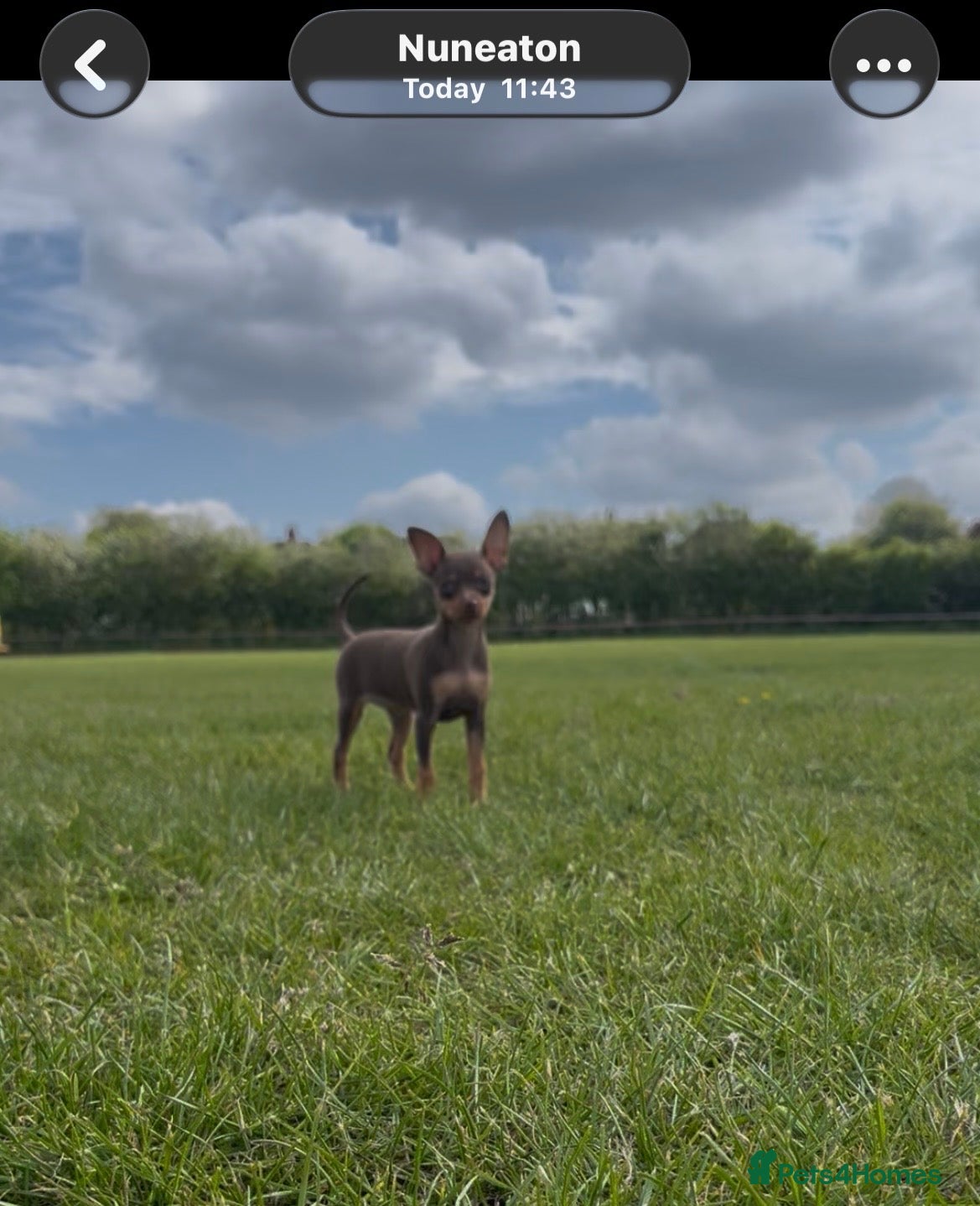 Miniature Pinscher dogs Beautiful 5generation pedigree min pin pupp - Advert 2