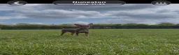 Miniature Pinscher dogs for sale: Beautiful 5generation pedigree min pin pupp - Advert 2