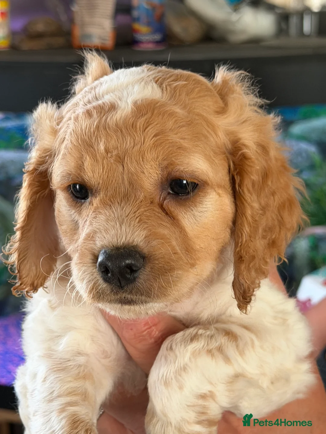 Cavapoo dogs for sale: Patch - Advert 2