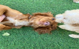 Cockapoo dogs for sale: Our baby cockapoos 🥰 - Image 4