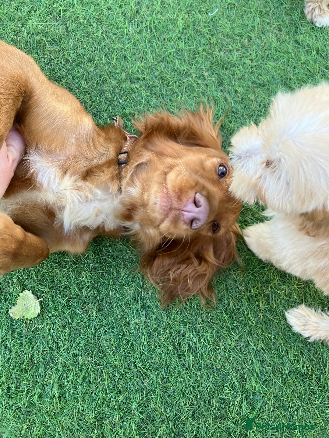 Cockapoo dogs for sale: Our baby cockapoos 🥰 - Image 4