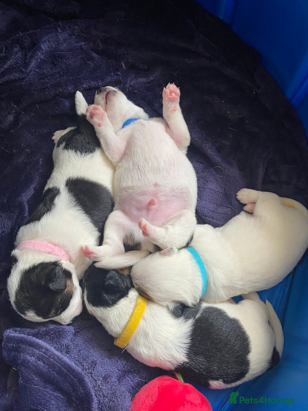 Jack Russell dogs for sale: Jack Russell puppies 1 male 1 female - Image 5