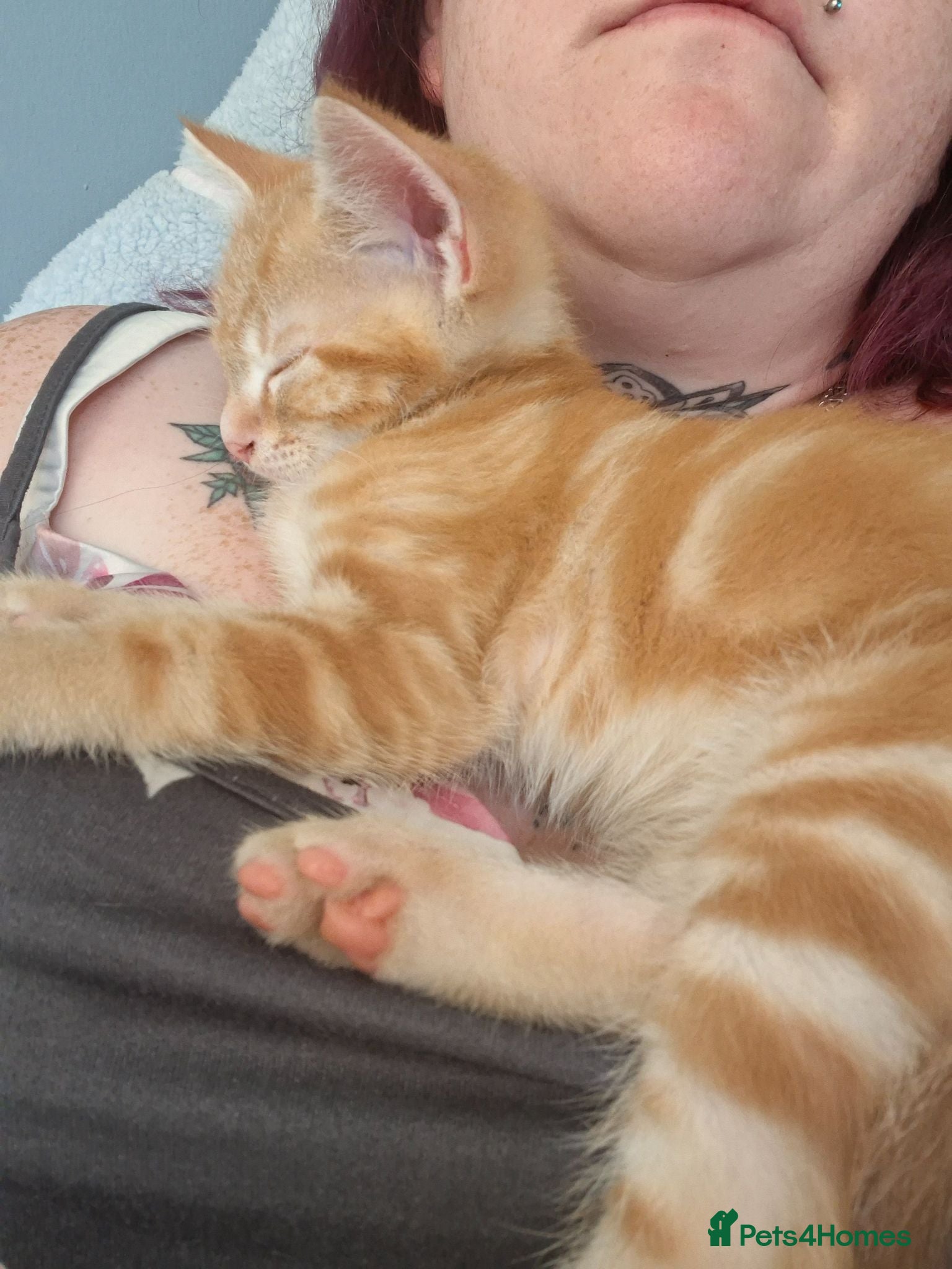 British Shorthair cats 9 week old ginger boy kitten - Advert 7