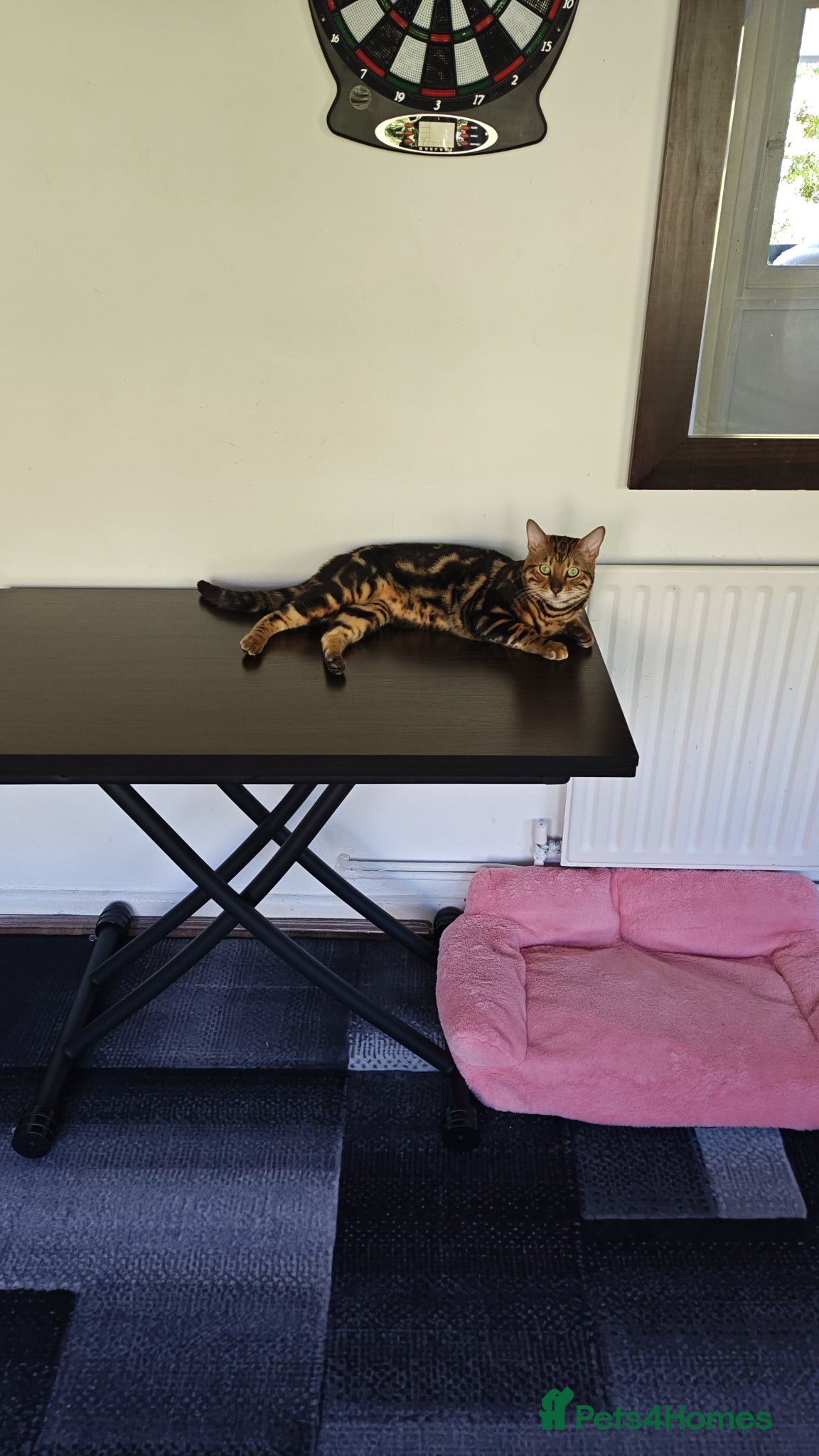 Bengal cats for sale: Bengal cutie waiting for his new home  in Woking - Advert 1