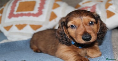 Dachshund dogs - Advert 16