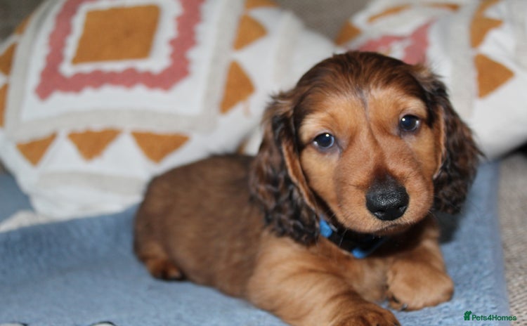 Dachshund dogs - Advert 11