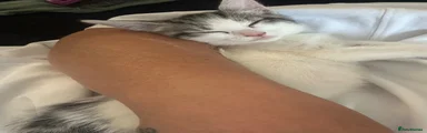 White and tabby kitten