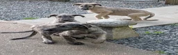 Irish Wolfhound dogs for sale: Irish Wolfhound puppies  - Advert 26