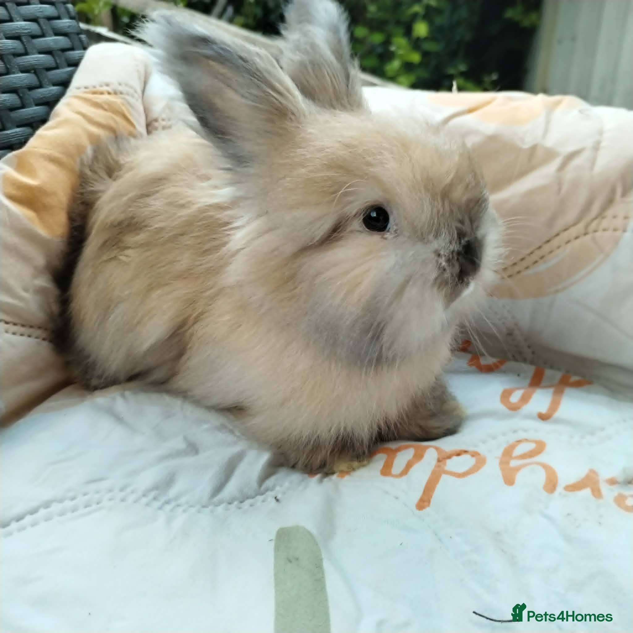 Angora rabbits English Full Face Angora Bunnies ***Boy - Advert 1
