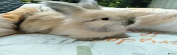 Angora rabbits for sale: English Full Face Angora Bunnies ***Boy in Stoke-on-Trent - Advert 1