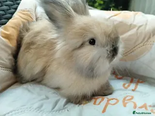 Angora rabbits English Full Face Angora Bunnies ***Boy - Advert 1