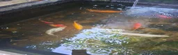 Pond Fish fish for sale: Mixed pond fish looking for new home - Advert 5