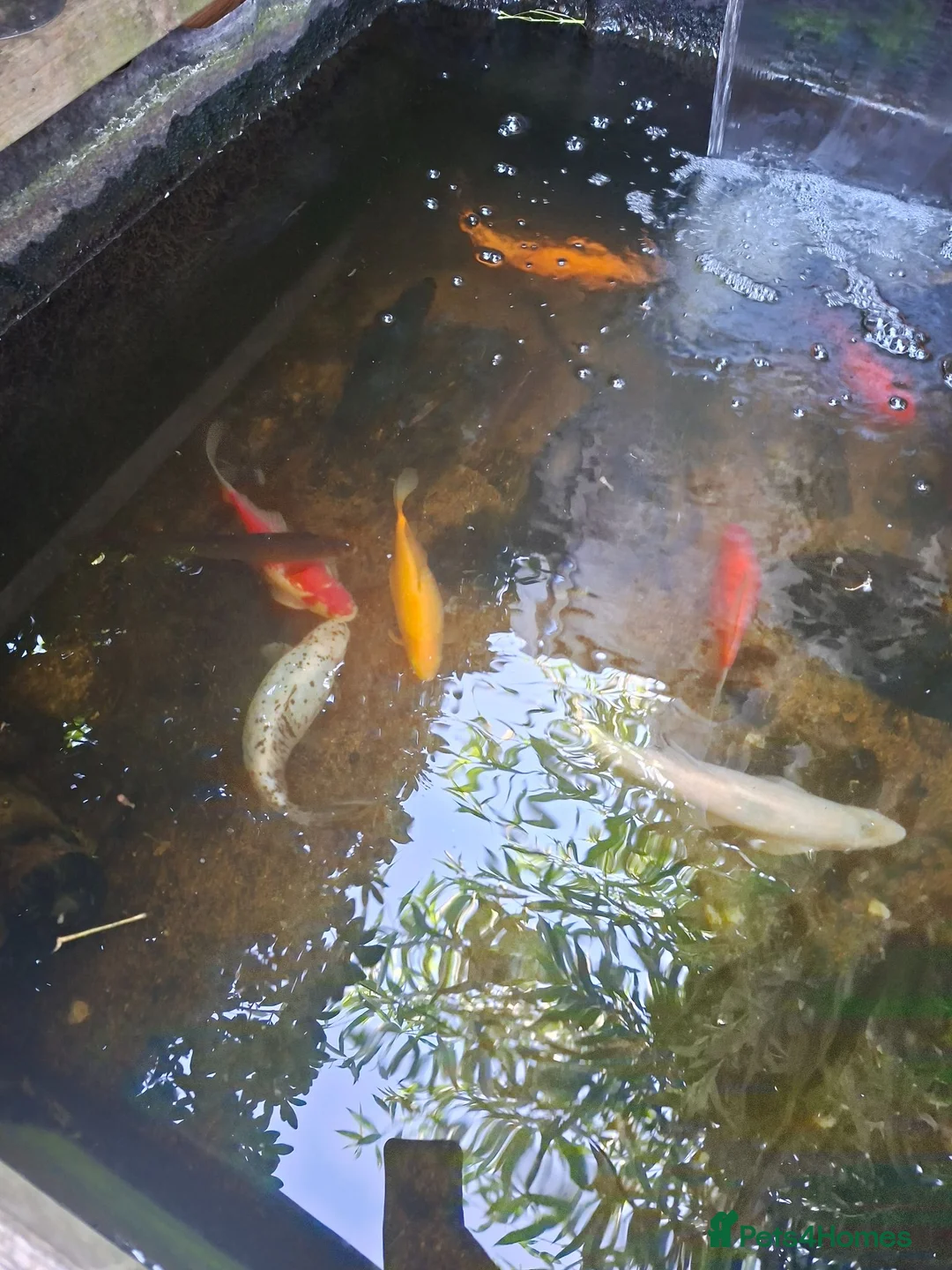 Pond Fish fish for sale: Mixed pond fish looking for new home - Advert 5