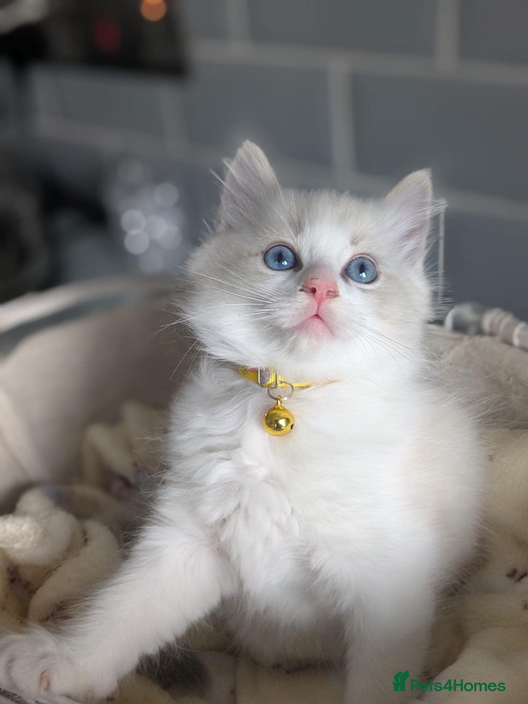 Ragdoll cats for sale: Beautiful Ragdoll kittens - Image 3