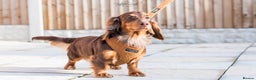 Dachshund dogs for stud: Isabella and tan miniature dapple  in Leeds - Advert 11