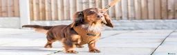 Dachshund dogs for stud: Isabella and tan miniature dapple  in Leeds - Advert 11