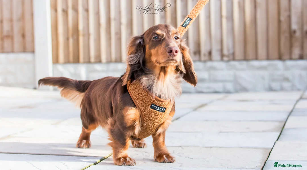 Dachshund dogs for stud: Isabella and tan miniature dapple  in Leeds - Advert 11