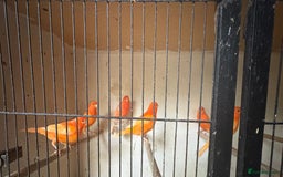 Canaries birds for sale: Red Factor Canaries - Image 1
