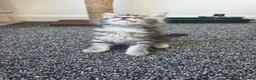 Maine Coon cats for sale: Maine coon pedigree kittens  - Advert 11