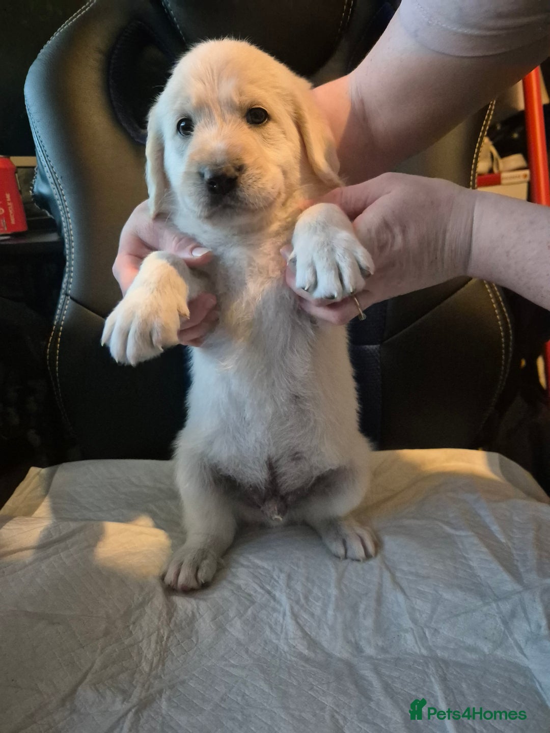 Mixed Breed dogs for sale: Stunning Litter of Labradoodle x Pyrenees - Advert 11