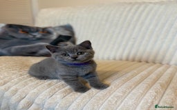 British Shorthair cats for sale: GCCF BRITISH SHORTHAIR KITTENS - Image 8