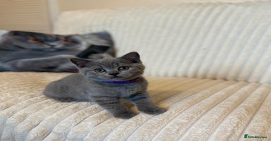 British Shorthair cats - Advert 12