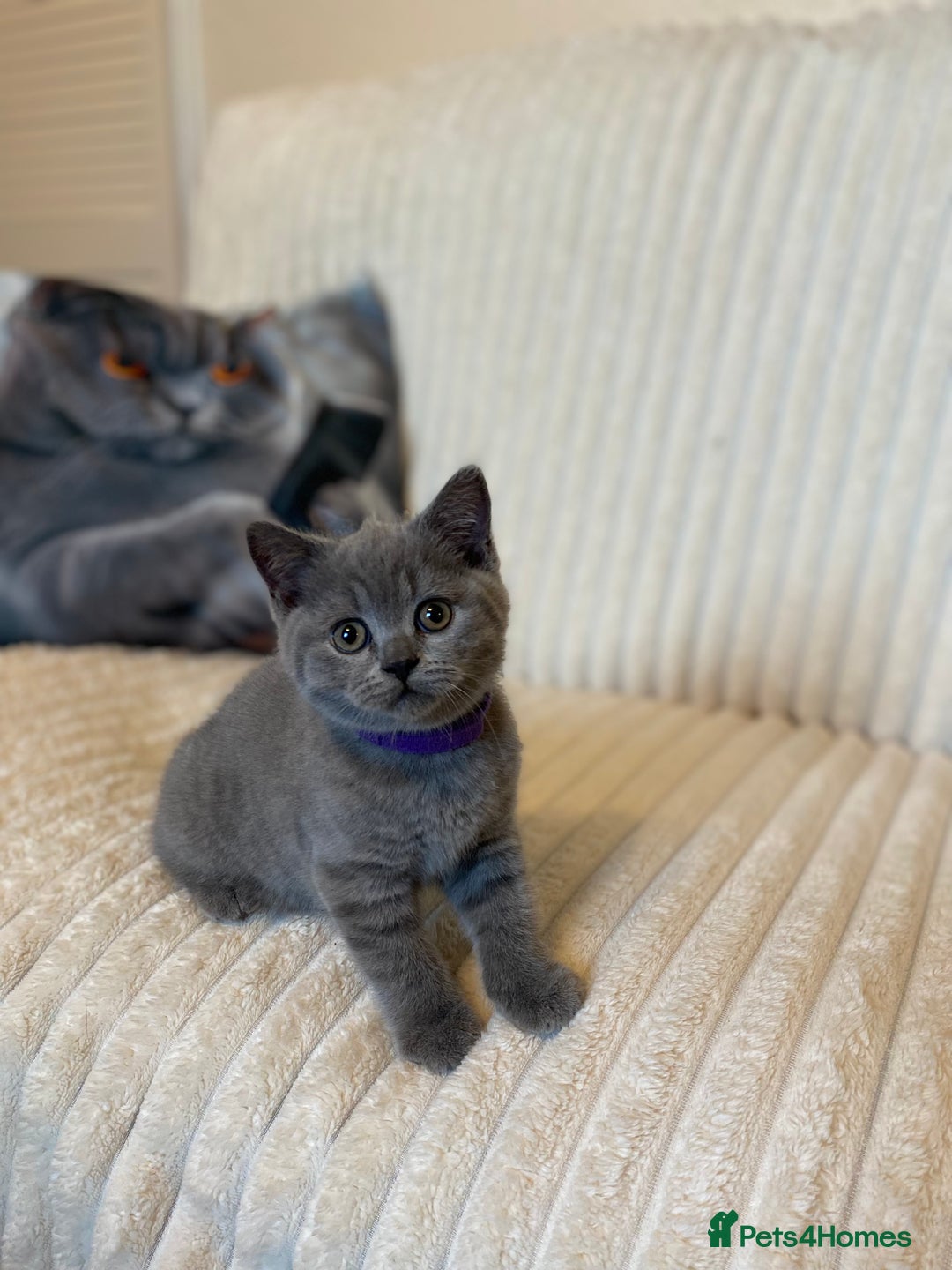British Shorthair cats for sale: GCCF BRITISH SHORTHAIR KITTENS - Image 8
