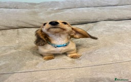 Miniature Dachshund dogs for sale:  LAST ONE - Long Haired Miniature Dachshund - Image 2