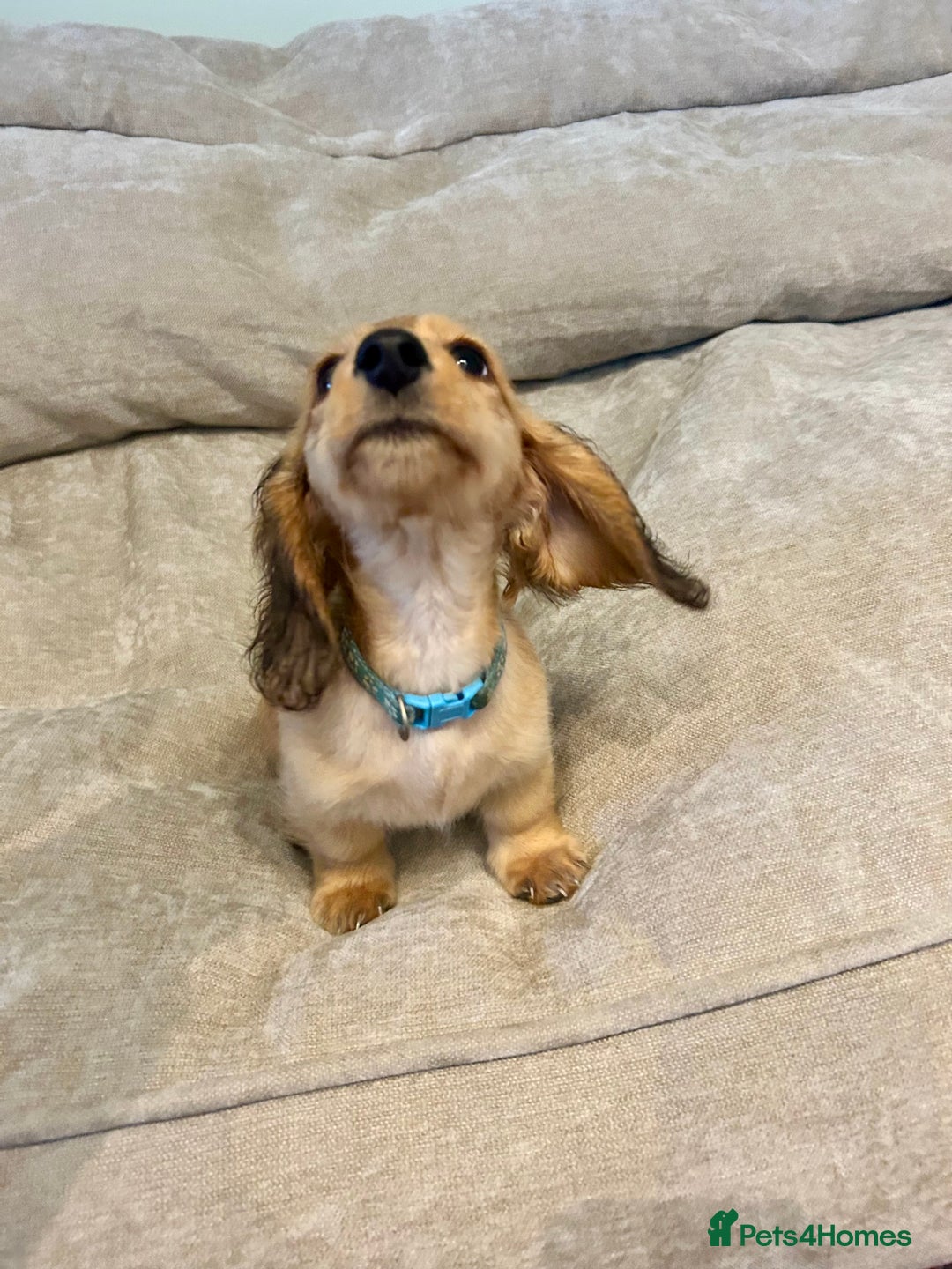 Miniature Dachshund dogs for sale:  LAST ONE - Long Haired Miniature Dachshund - Image 2