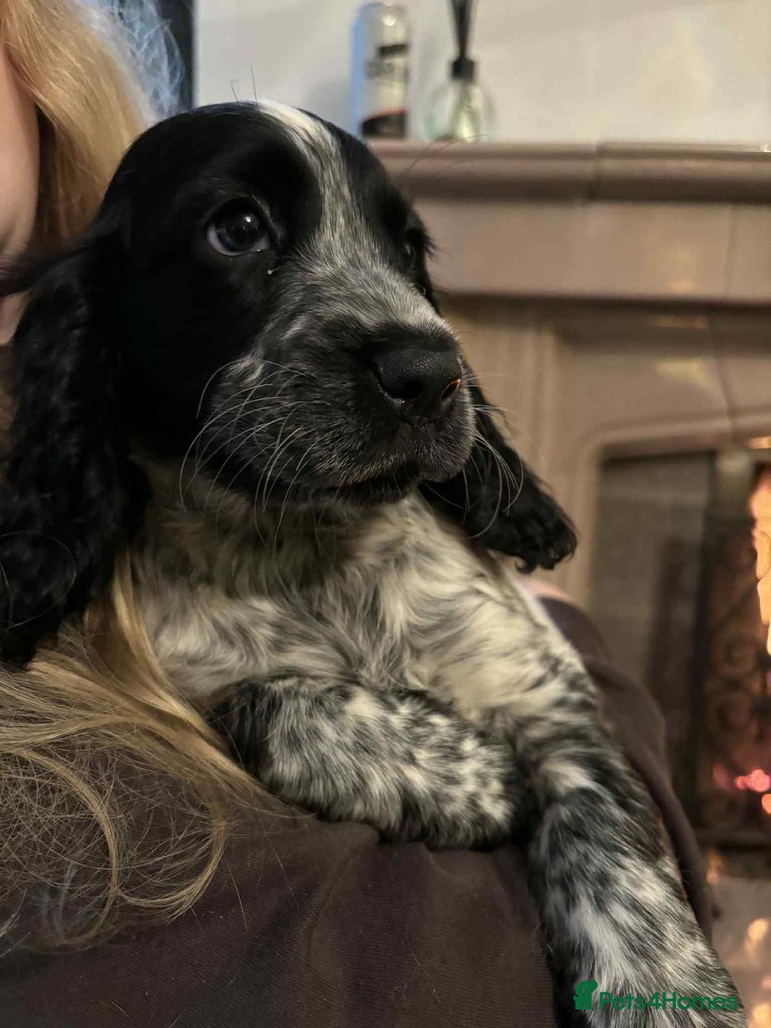 Cocker Spaniel dogs for sale: Stunning KC Show Cocker Spaniels - Image 9