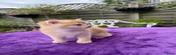 British Shorthair cats for sale: Golden, Golden Colourpoint & Silver Tipped - Advert 18