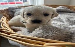 Golden Retriever dogs for sale: PURE breed, KC reg parents, gorgeous goldens - Image 9