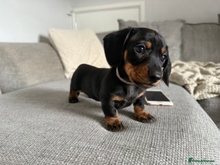 Miniature Dachshund dogs *boy available* gorgeous miniature dachshund pups - Advert 9