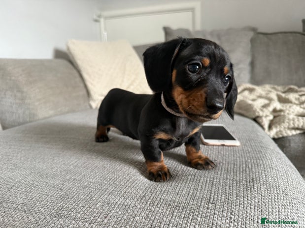 Miniature Dachshund dogs *boy available* gorgeous miniature dachshund pups - Advert 10