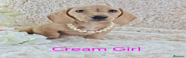 Cream Girl 