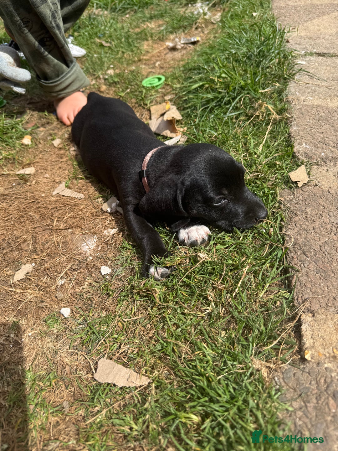 Mixed Breed dogs for sale: Dashound x beagle - Image 3