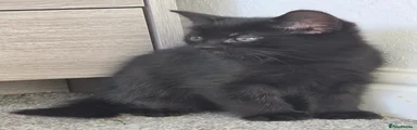 Black faint silver markings 