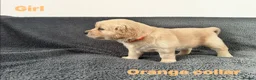 Golden Retriever dogs for sale: KC Registered Golden Retriever Puppies ready soon! - Advert 14