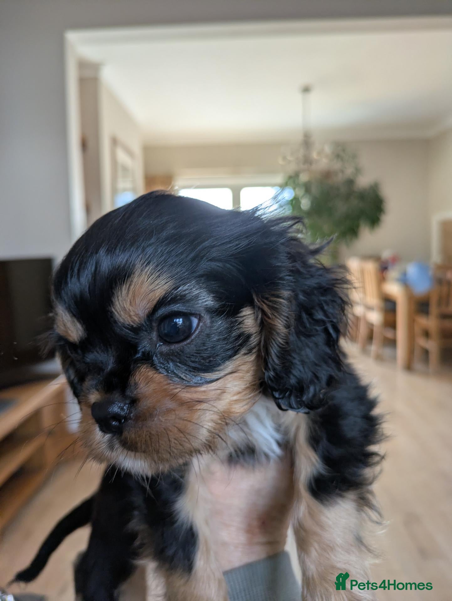 Cavalier King Charles Spaniel dogs KC reg KING CHARLES CAVALIER PUPS - Advert 5