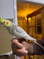 Budgerigars birds Budgies and cockatiel for sale - Advert 3