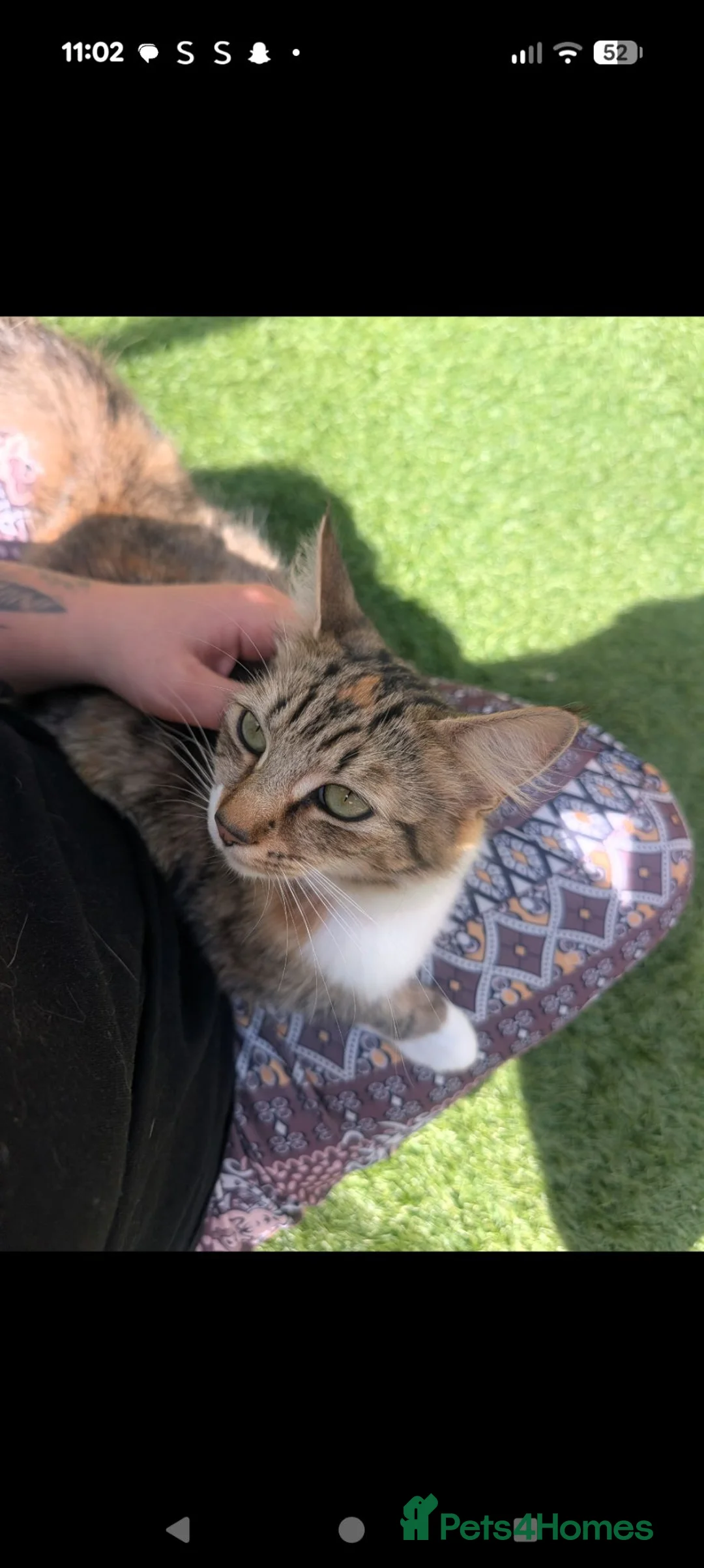 Mixed Breed cats for sale: Maine coon cross kittens  - Advert 2