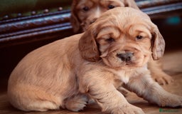 Cocker Spaniel dogs for sale: Golden / Red Working Cocker Puppy Kennel Club reg - Image 9