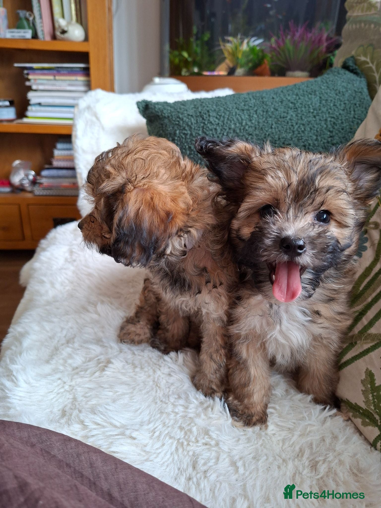 Mixed Breed dogs Stunning small papipoos/ papillon  x toy poodle - Advert 1