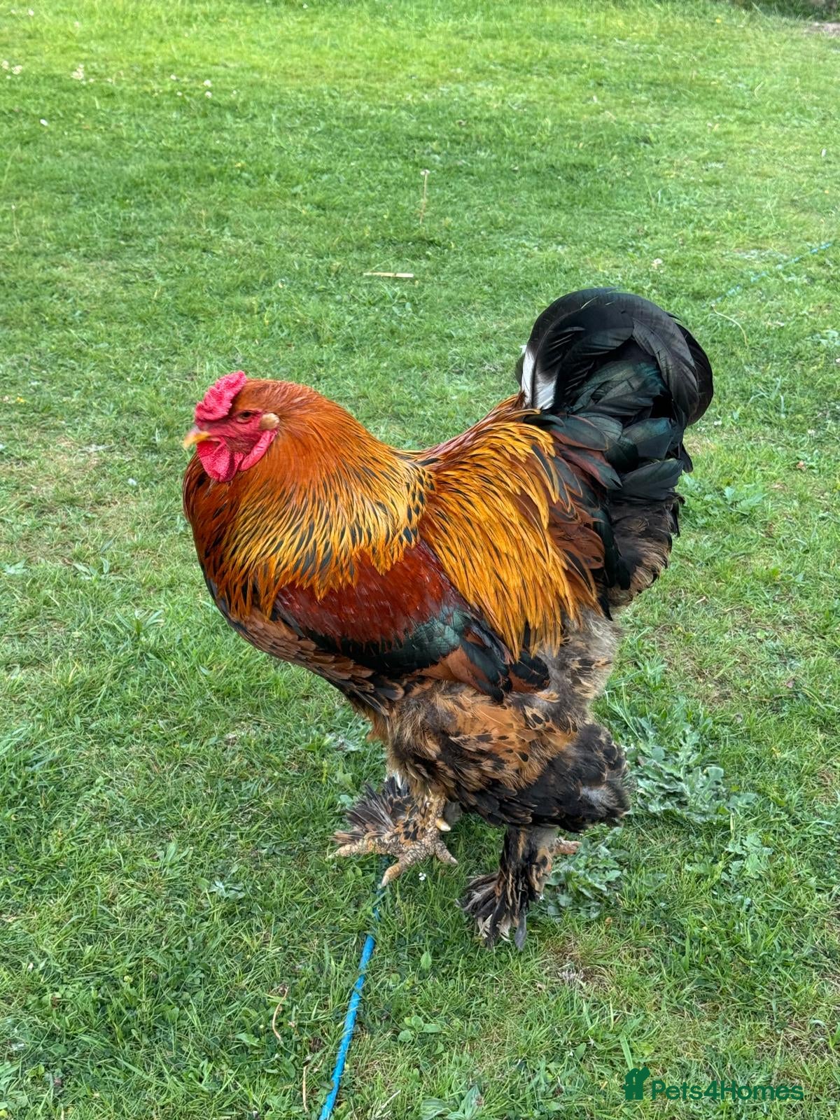 Chickens poultry Beautiful Silkie Brahma Rooster - Advert 1